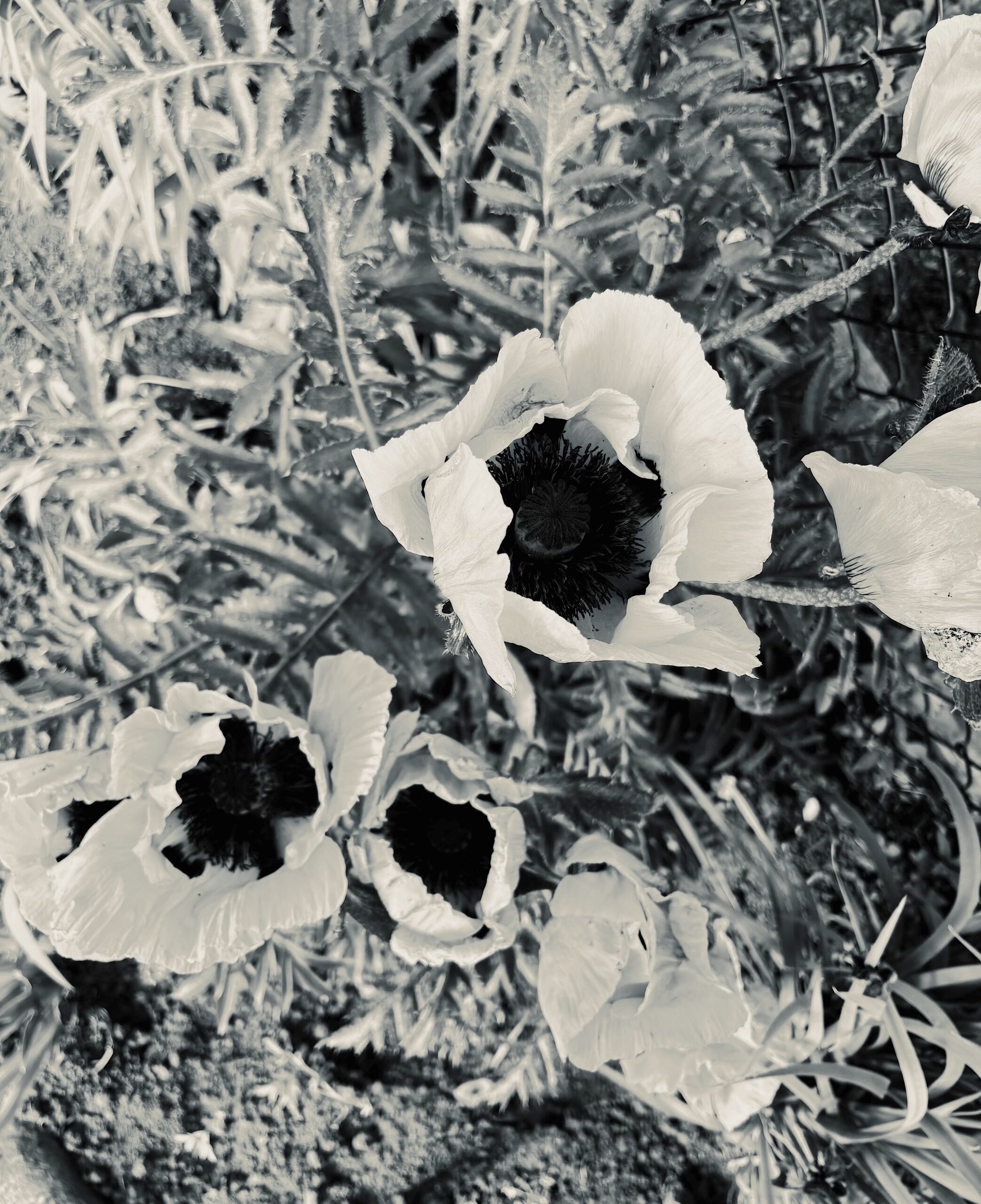 Jesus,Jung, and Kate