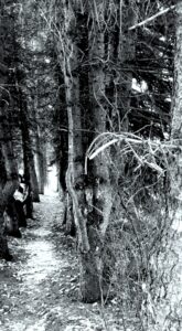 My Camino Walk